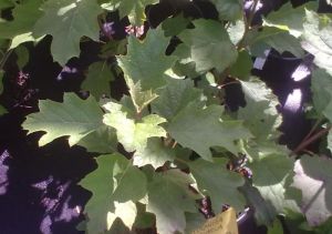 Hydrangea quercifolia 'Alice' - hortenzie dubolistá