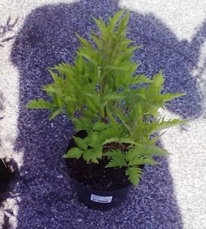 Sambucus nigra ´Serenade' - bez černý 