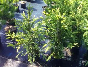 Picea abies ´Smetana´ - smrk ztepilý