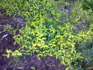 Vinca minor " Illumination " ® - barvínek, brčál