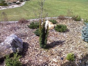 Taxus baccata 'David' - tis červený