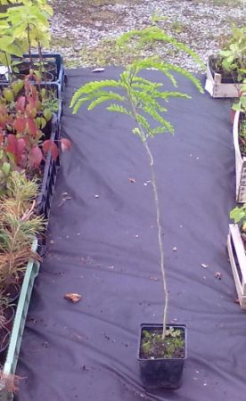 Gleditsia triacanthos - trojtrn drsný