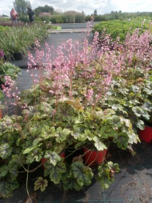 Heuchera 'Tapestry' - dlužicha 