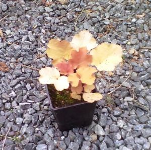 Heuchera 'Caramel' - dlužicha 