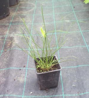 Pennisetum alopecuroides " Little Bunny " - dochan psárkovitý