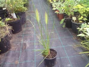 Pennisetum alopecuroides 'HAMELN' - vousatec