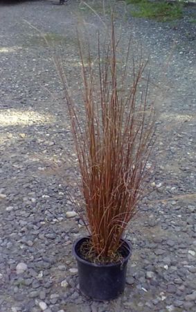 Carex buchananii 'Red Rooster' - Ostřice Buchananova