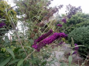 Buddleja davidii ´Black Knight´ - komule Davidova