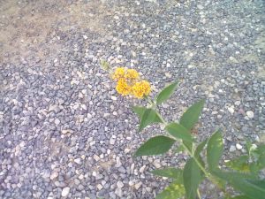 Buddleja x weyeriana 'SUNGOLD' - komule Weyerova