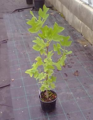 Liriodendron tulipifera - Liliovník tulipánokvětý