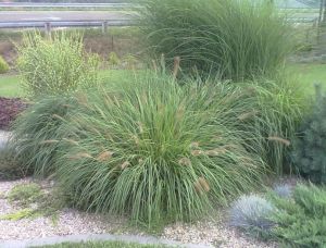 Pennisetum alopecuroides  - vousatec