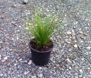 Stipa tenuissima 'Ponny Tail' - kavyl péřový 