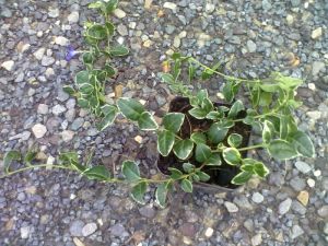 Vinca minor 'Ralph Schugert' - barvínek menší