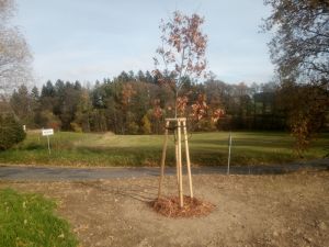 Quercus cerris - dub cer