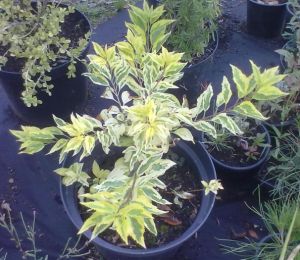 Forsythia intermedia 'Golden Times' - zlatice prostřední