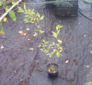 Euonymus europaeus - brslen evropský