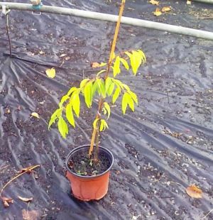 Prunus serrulata 'Pendula' - višeň pilovitá
