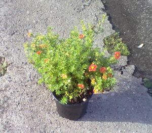 Potentilla fruticosa ´Maria Red Robin´ - mochna křovitá
