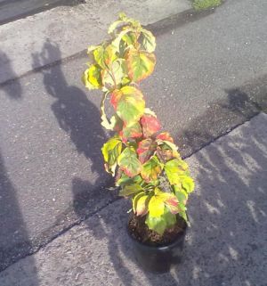 Cornus florida 'Rainbow' - dřín květnatý