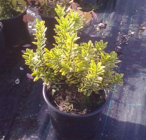 Euonymus microphyllus 'Luteus' - brslen Forthunův
