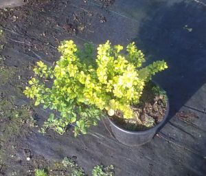 Berberis thunbergii 'Bonanza Gold®' - dřišťál Thunbergův 