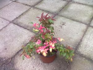 Spiraea bumalda 'Crispa' - tavolník 