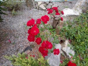 Rosa 'Alexandria'® - růže nízká 