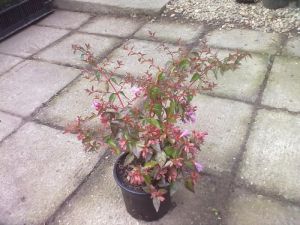 Abelia 'Edward Goucher' - abélie