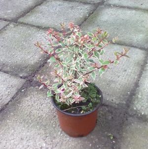 Abelia grandiflora 'Confetti®' - abélie