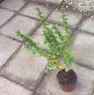 Escallonia 'Apple Blossom' - zábluda