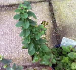 Origanum hirtum ´Kreta´ - krétské oregáno