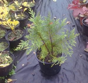 Chamaecyparis lawsoniana 'Globosa' - cypřišek Lawsonův 
