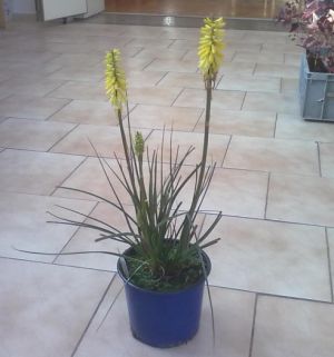 Kniphofia uvaria 'Popsicle Lemon' - Kleopatřina jehla
