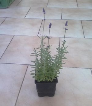 Lavandula ang. 'Blue Scent® Early' - levandule úzkolistá