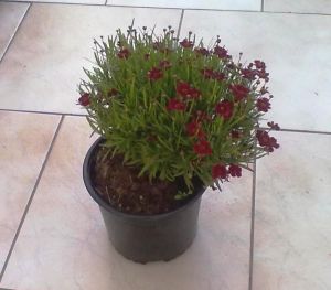 Coreopsis rosea 'Twinklebells Red' - krásnoočko