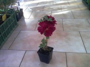 Alcea rosea 'Spring Celebrities Crimson' - Topolovka