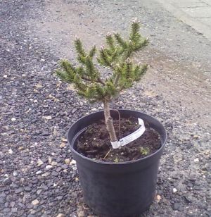 Pinus mugo 'Kissen' - borovice kleč 