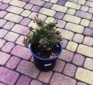Pinus mugo ‚Humpy' – Borovice kleč