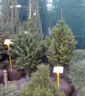 Abies alba ´Pyramidalis´ - jedle bělokorá		