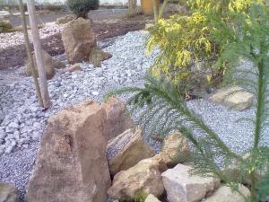 Cryptomeria japonica 'CRISTATA' - kryptomérie japonská