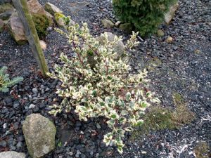 Ilex aquifolium ‚Ferox Argentea' – cesmína ostrolistá
