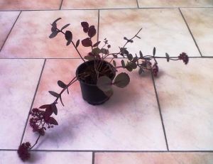 Sedum telephium 'Seduction Brown-Red' - rozchodník nachový