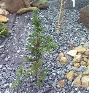 Cryptomeria japonica 'Pipo' - kryptomérie japonská 