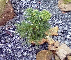 Cryptomeria japonica ´Nana Globosa´ - kryptomérie japonská 