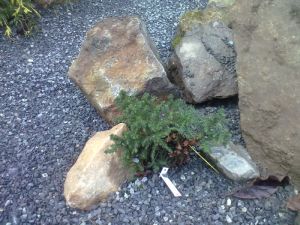 Cryptomeria japonica 'Compressa' – Kryptomérie japonská 
