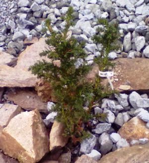 Cryptomeria japonica 'Jindai-sugi' – kryptomérie japonská 