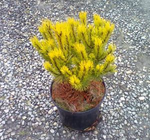 Pinus mugo ´Ophir´ - borovice kleč