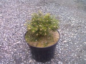 Abies koreana 'Kristal Kugel - jedle korejská