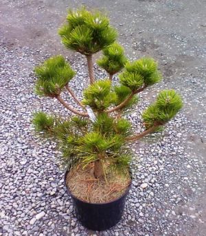 Pinus thunbergii ´Maijima´ - borovice thunbergova