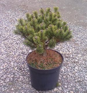 Pinus mugo ´Trompenburg´ - borovice kleč